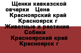 Щенки кавказской овчарки › Цена ­ 15 000 - Красноярский край, Красноярск г. Животные и растения » Собаки   . Красноярский край,Красноярск г.